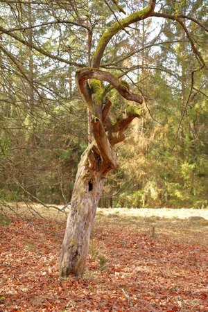 scenic bare tree on a meadow in woodland