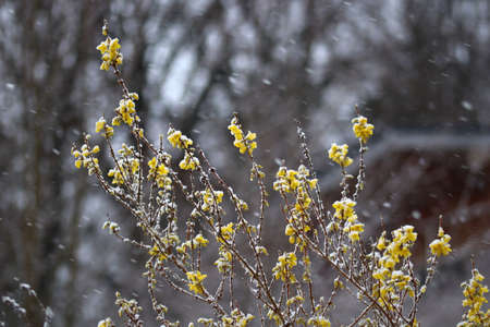 snow covered blooms on twigs of a forsythia plant in april