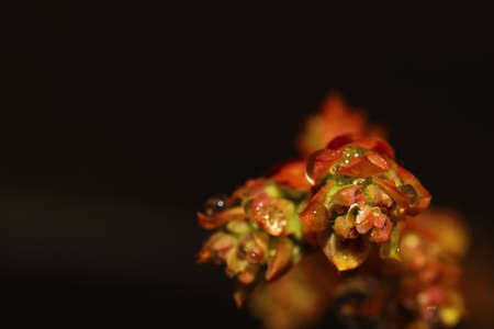 Close up of blueberry budの写真素材