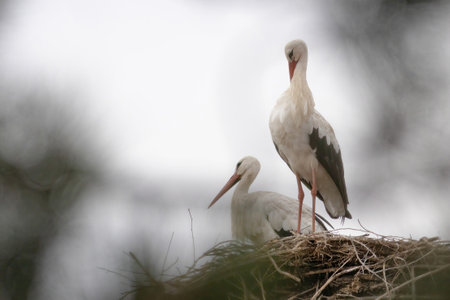 White stork, Ciconia ciconia, single bird on nestの写真素材