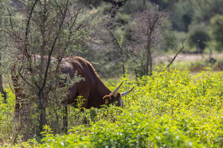 Grazing bull in the savannah of Namibia, Africa.の写真素材