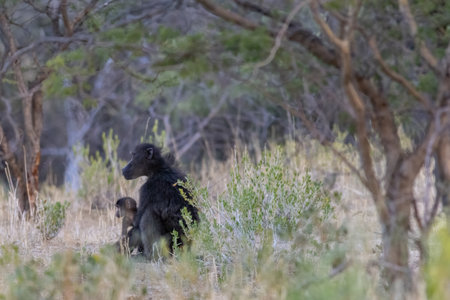 Baboon in Erongo Region, Namibiaの写真素材