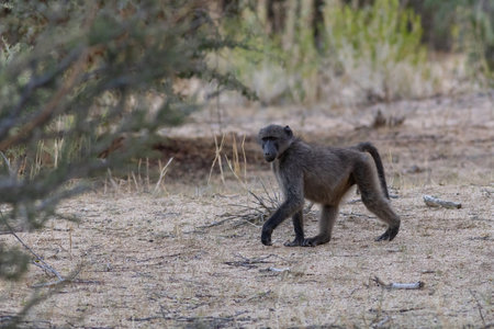 Baboon in Erongo Region, Namibia, Africaの写真素材