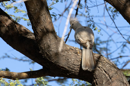 Bird on tree branch in Etosha Park Namibiaの写真素材