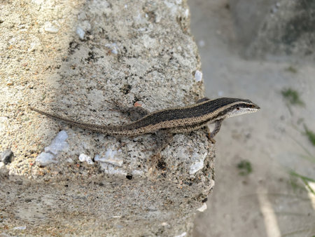 Lizard on the rock in the sun, closeup of photo