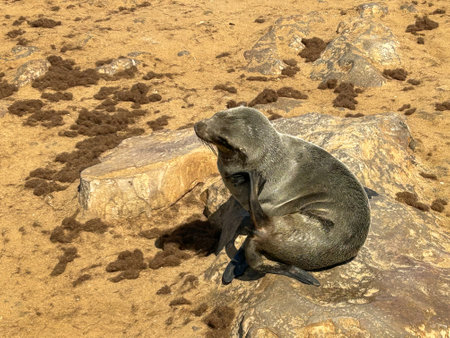 Cape fur seal (Arctocephalus pusillus) on the coast of Atlantic ocean, Namibiaの写真素材