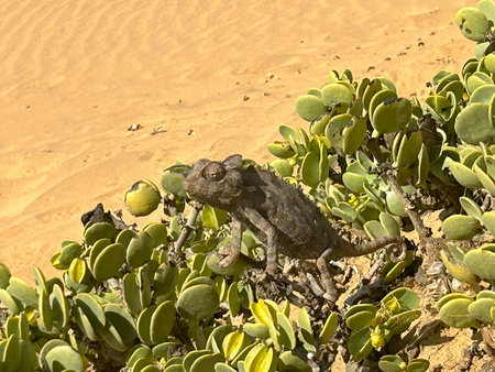 Frog in the Namib desert in Namibiaの写真素材