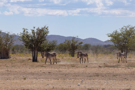 Zebras in the Etosha National Park in Namibiaの写真素材