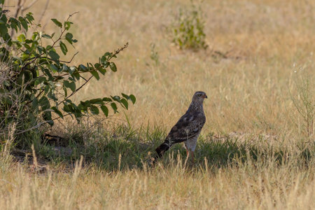 Common buzzard, Buteo buteo, single bird in grass, Namibiaの写真素材