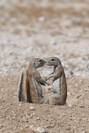 Couple of Ground Squirrels, Etosha National Park, Namibiaの写真素材