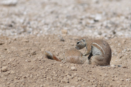 Couple of Ground Squirrels in Etosha National Park, Namibiaの写真素材