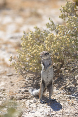 Curious Ground Squirrel - Sciurus citellus in Namibiaの写真素材