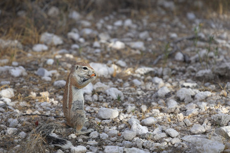 Chipmunk in the Etosha National Park, Namibiaの写真素材