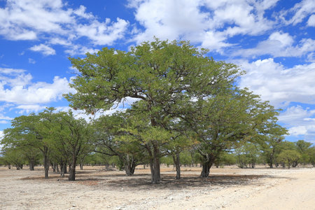 Acacia trees in GrÃ¼newald in the Etosha National Park, Namibia.の写真素材