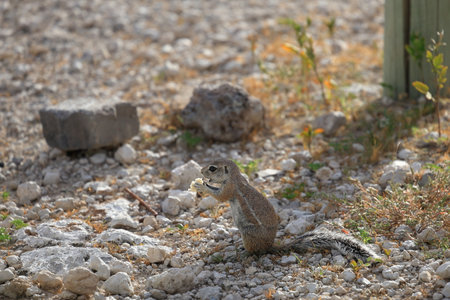 Chipmunk eating a peanut in the Etosha National Park, Namibiaの写真素材