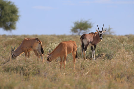 Gemsbok antelope, Etosha National Park, Namibiaの写真素材