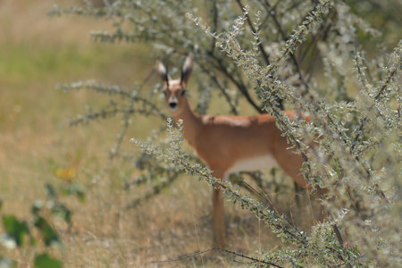 Impala in the Okavango Delta - Etosha National Park in Namibiaの写真素材