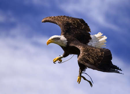 King of the Sky
