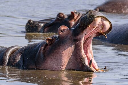 Ngorongoro crater National Park, Safari, East Africa, August 2017, Northern Tanzaniaの写真素材