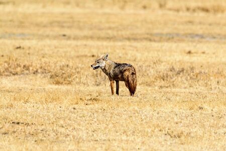 Ngorongoro crater National Park, Safari, East Africa, August 2017, Northern Tanzania