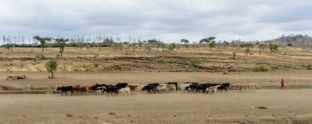 Cattle herd along the main road in Northern Tanzania, Safari, East Africa, August 2017, Northern Tanzaniaの写真素材