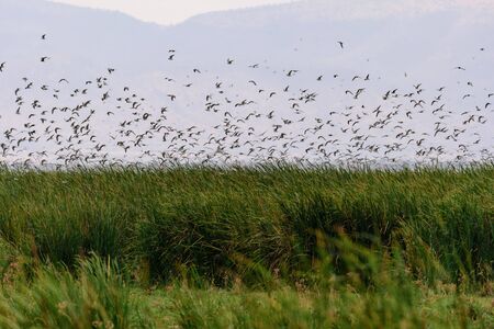 A colony of Seagulls flying over the grasslands of Lake Manyara, Safari, Lake Manyara national park, East Africa, August 2017, Northern Tanzaniaの写真素材