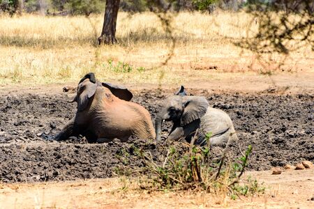 Adult and baby African elephant, Loxodonta africana, wallowing in a mud hole, Safari, East Africa, August 2017, Northern Tanzaniaの写真素材