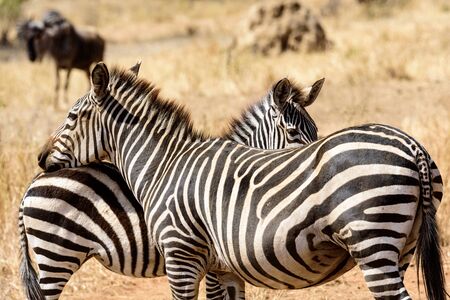 A couple of plains zebras, Equus quagga, in side view, Safari, East Africa, August 2017, Northern Tanzaniaの写真素材