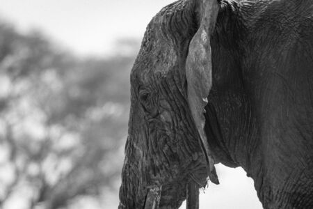 Side view of an African elephant head, Loxodonta africana, Safari, East Africa, August 2017, Northern Tanzaniaの写真素材