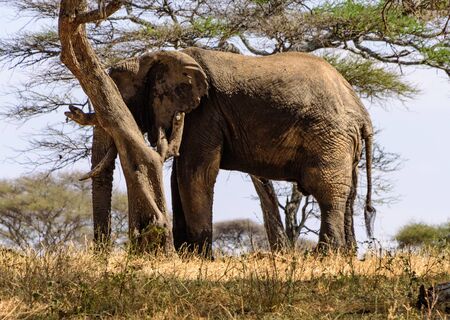 Silhouette of a big adult African elephant, Loxodonta africana, between umbrella acacia trees, Safari, East Africa, August 2017, Northern Tanzaniaの写真素材
