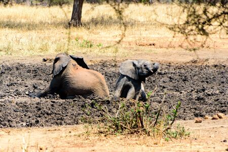 Adult and baby African elephant, Loxodonta africana, wallowing in a mud hole, Safari, East Africa, August 2017, Northern Tanzaniaの写真素材