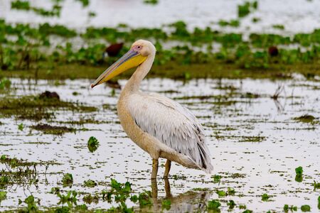 A colony of great white pelicans, Pelecanus Onocrotalus, in the Lake Manyara, Safari, Lake Manyara national park, East Africa, August 2017, Northern Tanzaniaの写真素材
