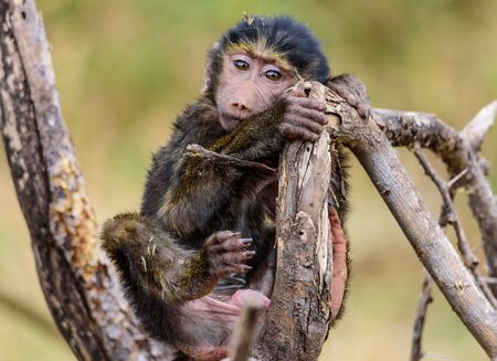 Portrait of a baby Olive baboon, Papio anubis, sitting in a tree, Safari, Lake Manyara national...
