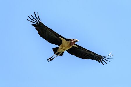 Flying Marabou stork, Leptoptilos crumenifer, Safari, Lake Manyara national park, East Africa, August 2017, Northern Tanzaniaの写真素材