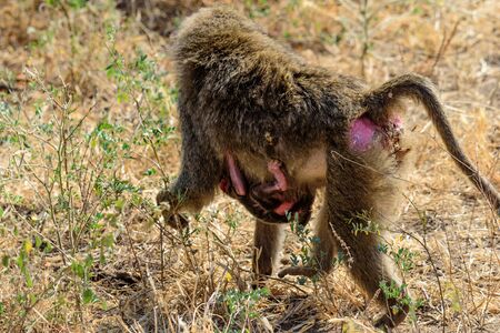 Baby clung to the moving mother Olive baboon, Papio anubis, Safari, Lake Manyara national park, East Africa, August 2017, Northern Tanzaniaの写真素材