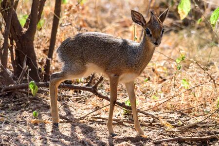 Kirk's dik-dik, Madoqua kirkii, in the bushes of Lake Manyara national park, East Africa, August 2017, Northern Tanzaniaの写真素材