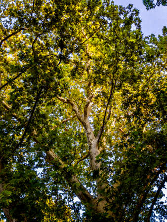 Looking up into the treetopの写真素材