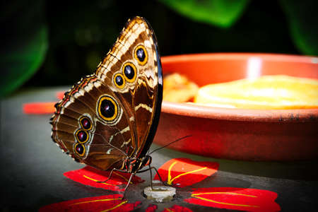 Butterflies on beautiful plants while lingering in the sunshineの写真素材