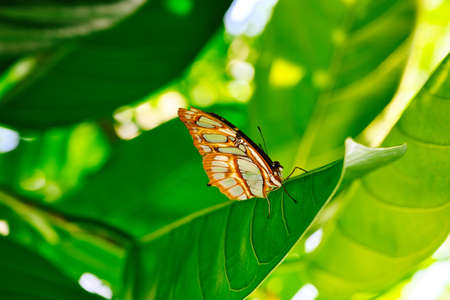 Butterflies on beautiful plants while lingering in the sunshine