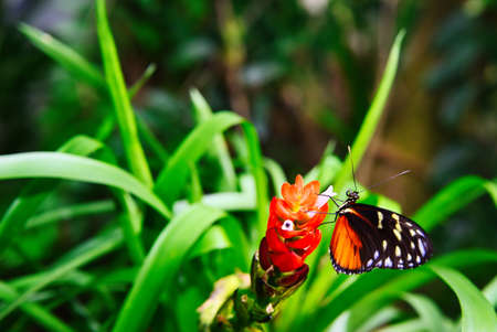 Butterflies on beautiful plants while lingering in the sunshine