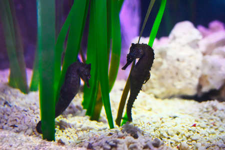 Beautiful exotic fish in the aquarium with bright colorsの写真素材