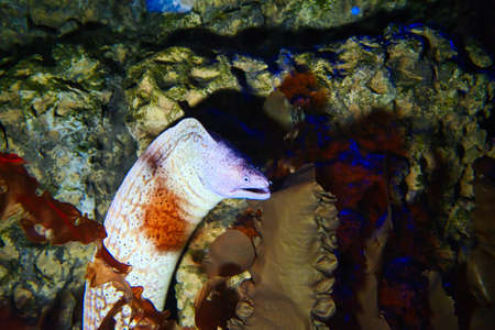 Beautiful exotic fish in the aquarium with bright colors