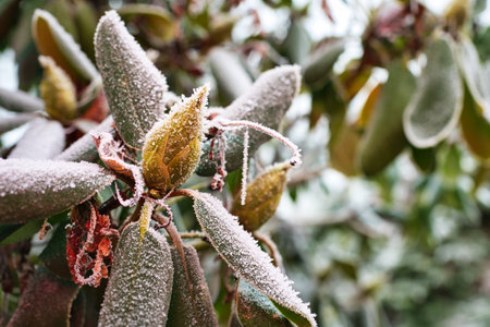 A selective focus shot of a Rhododendron cinnabarinum plant covered with ice in the gardenの写真素材