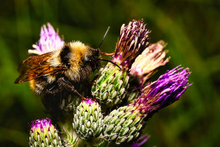 A view of a bumblebee in natural habitat on colorful plants
