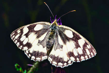 A close look at a white butterfly in natural habitat on colorful plantsの写真素材