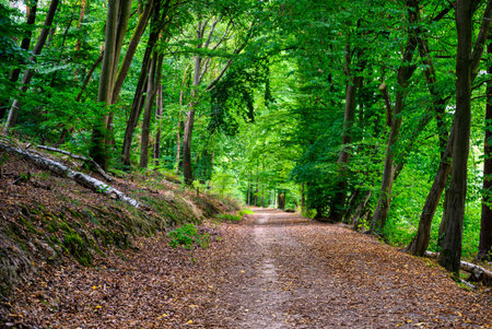 A view of the hiking trail in the Hohe Schrecke forest in summerの写真素材