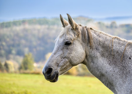 A view of a beautiful horse in nature in the background of a pastureの写真素材