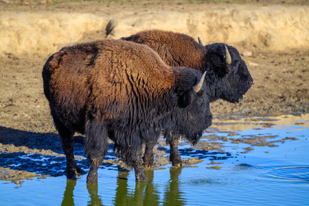 A view of a bison in the middle of Germany in the nature park near Stangerode