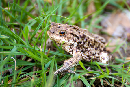 A toad walking in the grassの写真素材