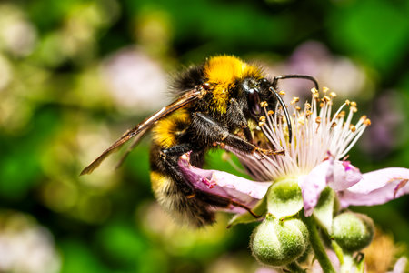 A view of a busy bee pollinating colorful flowersの写真素材